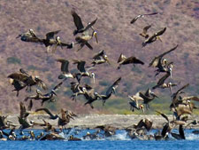 Mexico-Baja-Baja Sea Kayaking Expeditions